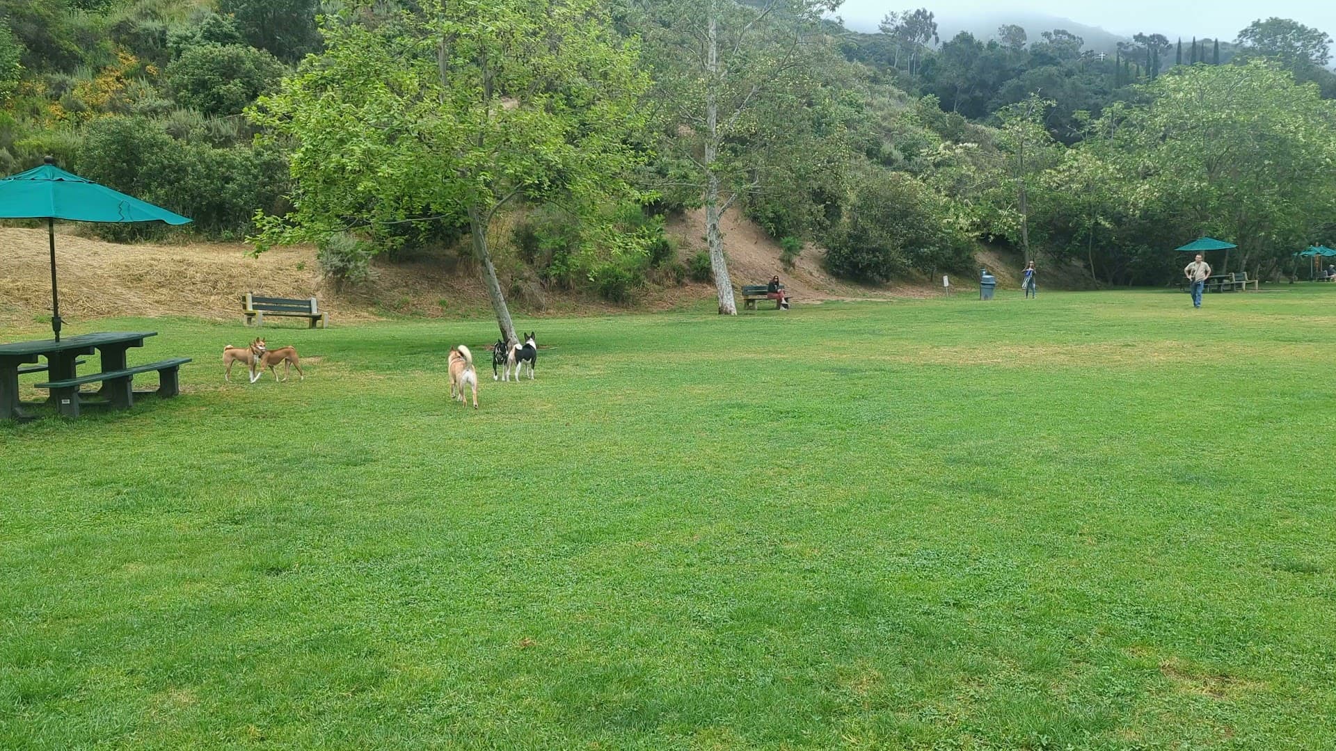 Laguna Beach Dog Park - Image 2