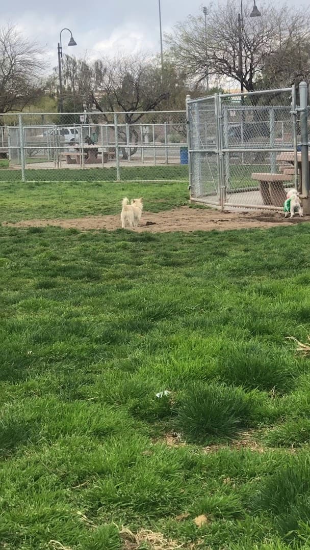 Clark County Dog Park at Spring Valley Community Park - Image 1