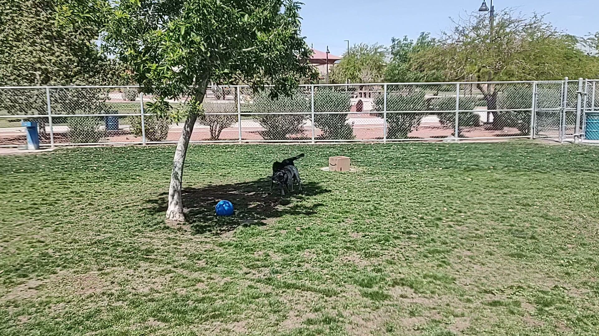 Clark County Dog Park at Spring Valley Community Park - Image 2