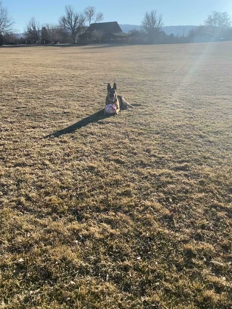 Rancho San Rafael Off-Leash Dog Park - Image 2