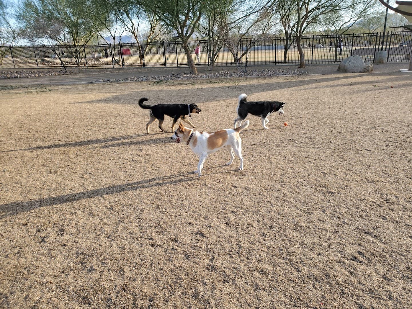 Bark Park - Image 2