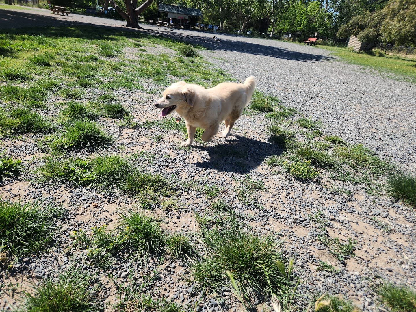 Field of Dogs Dog Park - Image 1