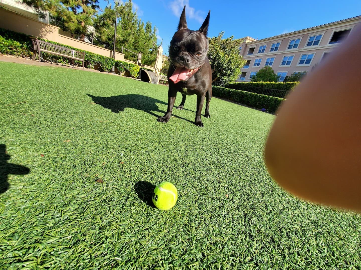 Villas Fashion Island Dog Park - Image 1