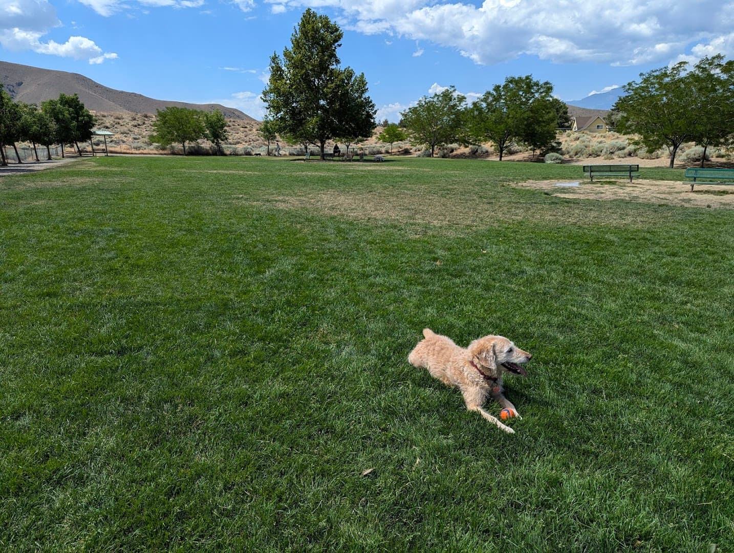 Link Piazzo Dog Park - Image 1